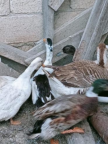 K/t heyvanları və malları: Ordeklerin biri 15 manat unvan aftovagzalin yanı — 3