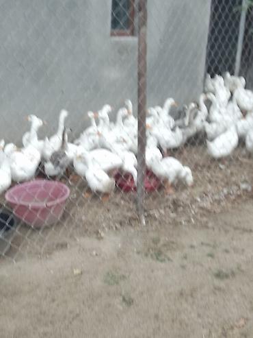 yerli ordək: Linda qazlarıPekin ordeyleri 20m Pekin ordeyi,25 m Linda qazlari — 2