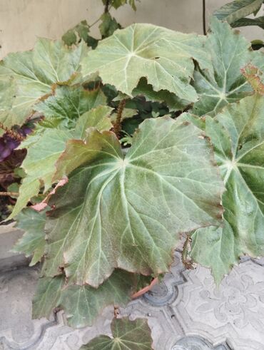 ev dekor: Begonia 15 AZN satilir. Böyük, yaşıl yarpaqları olan bu bitki, qalın