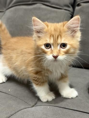 где можно купить котят: Котята ищут новый дом и любящую семью ♥️ Котята приучены к лотку — 2