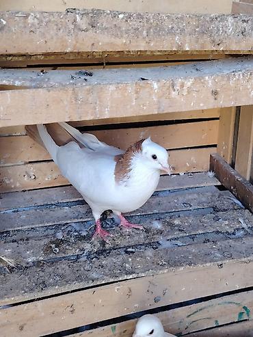 göyercin yuvası: Sari kekili kohe cins təmiz qandi erkeydi Təsvir: - Rəng: ağ gövdə — 1