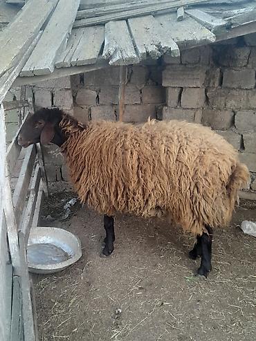 Mal-qara: Salam qala qoçu satılır istəyən olsa vidyosunuda ata bilərəm ünvan — 1