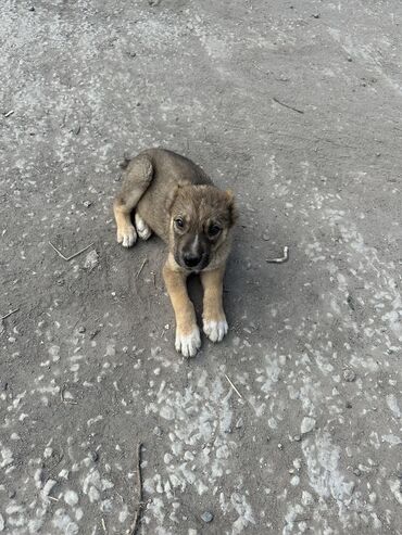 водолаз собака цена: Алабай, 2 месяца, Самец, С прививкой
