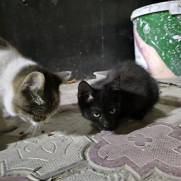 Отдам даром кошку: В добрые руки, абсолютно черная кошка, живет у нас с матерью, считает — 2