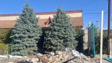 искусственные деревья: Два взрослых голубых еловых дерева, каждое высотой примерно 4-5