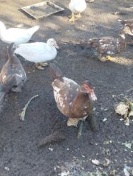 купить домашних курей: Продаются утята цена 1000 сом