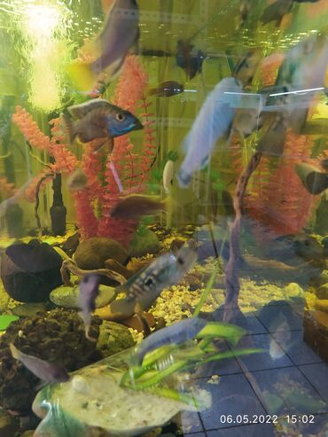 Рыбы: Рыбы — 16