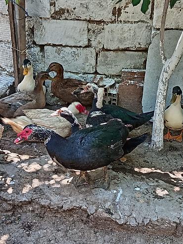 qaqa ordeyi: Səsli ördekler 15 man sesiz 25 manat heyvanlar sağlamdır 8 dene lal — 9
