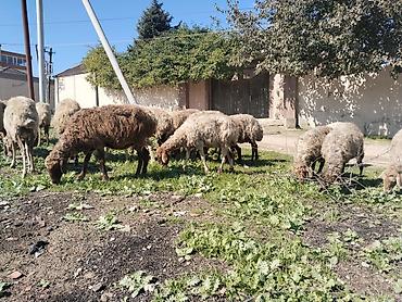 bal arisi satisi: Salam tam saglam heyvanlardir 25 eded qoyundur isdeyen elaqe saxlasin — 6