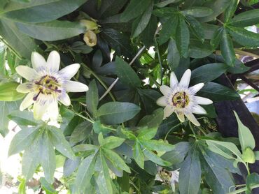 Ostale kućne biljke: Hristov venac Cveće Hristov Venac Passiflora caerulea spada u red — 4