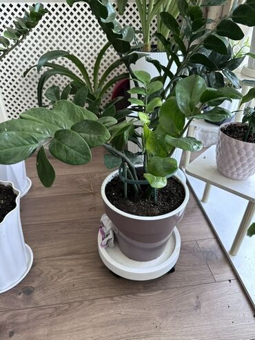 Замиокулькас (Долларовое дерево): Замиокулькас, также известный как долларовое дерево, представлен в — 10