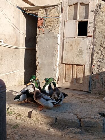 хаски щенки цена бишкек: Dekortiv ordekler satilir yasil bas cins oredkelerdi 6 ededi esil