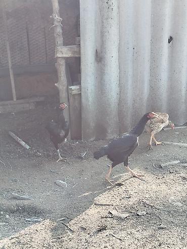 Куры, петухи: Продаю | Петух | Бойцовая | Для разведения at lalafo.kg — 5 Куры, петухи: Продаю | Петух | Бойцовая | Для разведения — 5