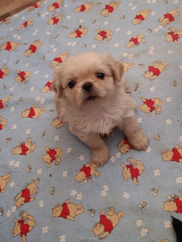 it balaları satilir: Pekines, 1 ay, Dişi