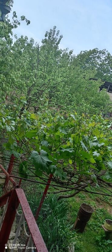 Həyət evləri və villaların satışı: 15 otaq, 300 kv. m, Kredit yoxdur, Orta təmir -da lalafo.az — 8 Həyət evləri və villaların satışı: 15 otaq, 300 kv. m, Kredit yoxdur, Orta təmir — 8