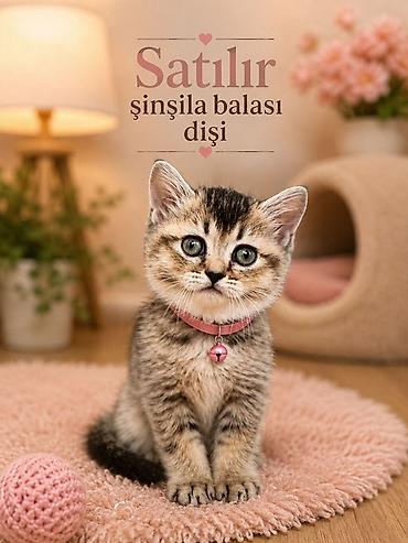 chinchilla satın al: Satılır: şinşila balası 2 aylig disi temiz sinsella balalaridi.2 eded — 1
