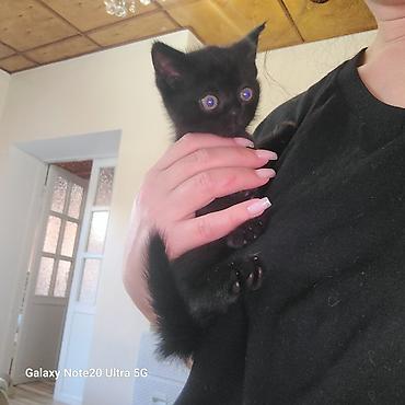 Мышыктар сатылат: ПРОДАЮТСЯ КОТЯТА 🐈🐈‍⬛ Мама шотландская скоттиш страйт, короткошёрстная — 5