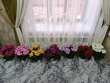 Декоративные цветы: Горшечные примулы (Primula) — декоративные комнатные растения с — 6