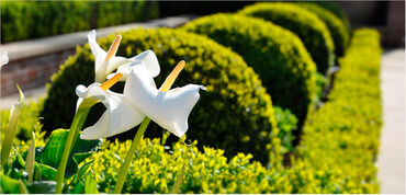 Декор для дома и сада: Декор для дома и сада, Кашпо и цветники — 8