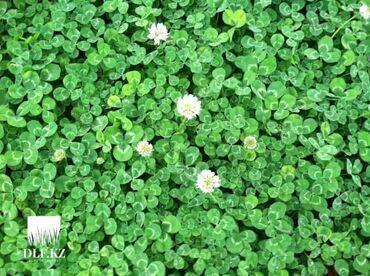 Другие виды семян и саженцев: Семена газона Газон Травка Любой сорт Клевер, спорт, мятлик — 10