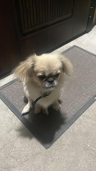 İtlər: Pekines, 5 ay, Erkək, Peyvəndli, Ünvandan götürmə, Ödənişli çatdırılma — 3