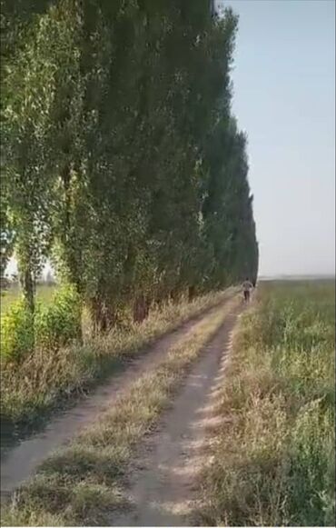 отун дрова сатылат: Отуз Адырда теректер сатылат. 500 түп