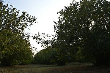Torpaq sahələrinin satışı: 55 sot, Tikinti, Mülkiyyətçi, Kupça (Çıxarış) — 18