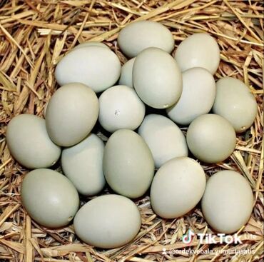 Мёд: Məhsul: Ördək yumurtaları qarsiq sort ordeyler lavanda krasnadar