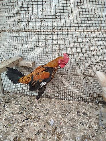 toyug hini: Toyuq, Damazlıq, Rayonlara çatdırılma — 9