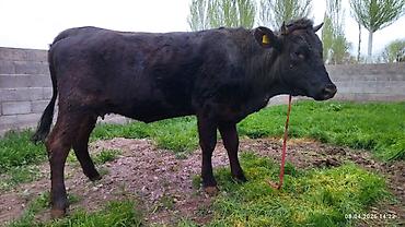 Коровы, быки: Продаю | Бык (самец) | На откорм — 1
