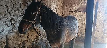 Коровы, быки: Продаю | Бык (самец) | На откорм | Привязанные — 9