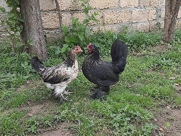 qoyun satis: Diqqətlə oxu.yaponka satılır üç ədəd ikisi yumurtayir bir eded 4ayliq — 1