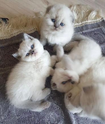 Pişiklər: Britan — 1