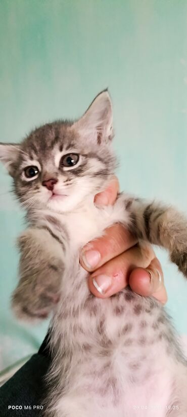 витамин для животных: Отдам котят в добры заботливые руки кушают все к лотку приучины отдам