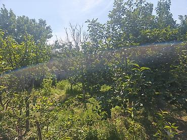 rufat aynur emlak: Sumqayıt, 4 kv. m, 1 otaqlı, Hovuzsuz — 3