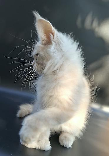 Продажа кошек: 🐾 ВНИМАНИЕ! В ПРОДАЖЕ МАЛЕНЬКИЙ КОТЁНОК С БОЛЬШИМИ ПЛАНАМИ НА ЖИЗНЬ! — 4