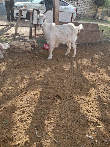 simmental ineklerin satisi: Disi cepis