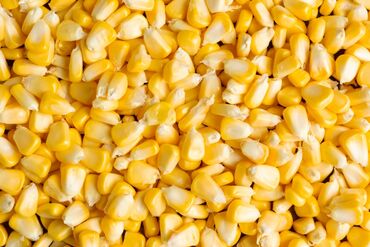 хаггис 2 цена бишкек: Продаю кукурузу урожай 2023г есть 20тонн цена за 1 кг- Находится в