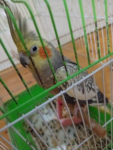 touz quşu: Nimfa (Cockatiel) quşları – qəfəs ilə birlikdə - Say: 5 ədəd nimfa - — 5