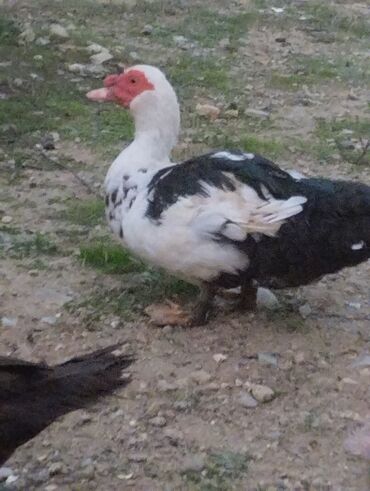 Ördəklər: Satılır yetişkin dişilər 18 manata yetişkin erkekler isə 30 manata tam — 4