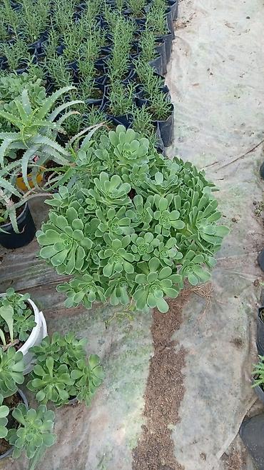 roza: Sukulent (Echeveria tipli) – qara plastik dibçəklərdə - Bitki tipi — 4