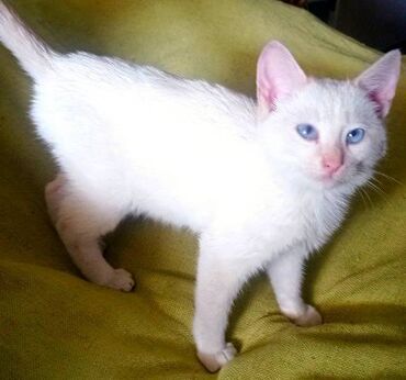 японская порода кошек: Тайская, 3 месяца, Мальчик, Белый, Приучена к лотку, Проглистована