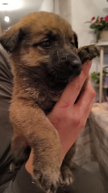 Продажа собак: Щенки, окрас черный с подпалом Описание: - Милые щенки — 7