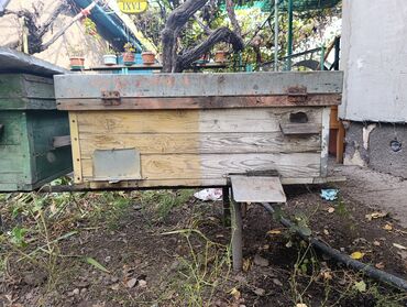 купить кошку сфинкс: Продаю Ульи,12 штук,цена за все 30000