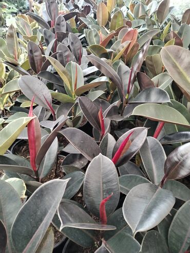 Otaq bitkiləri: Otaq bitkiləri – Fikus elastika kolleksiyası və digər dekorativ növlər — 1