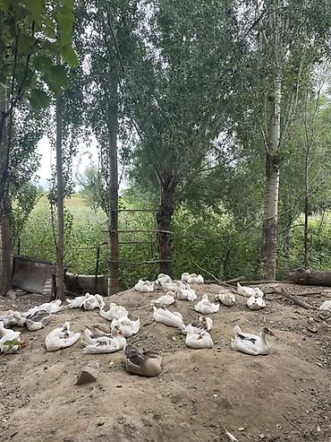 простые птички: Продам домашнюю птицу с подворья. - Гуси белые с серыми отметинами — 1
