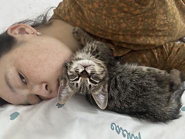 коты бишкек: Мышык бекер берилет: Породасыз, 2 айлык, Эркек — 1