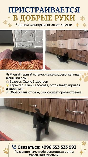 найди: Кошка даром: Беспородная, 3 месяца, Девочка, Приучена к лотку — 1