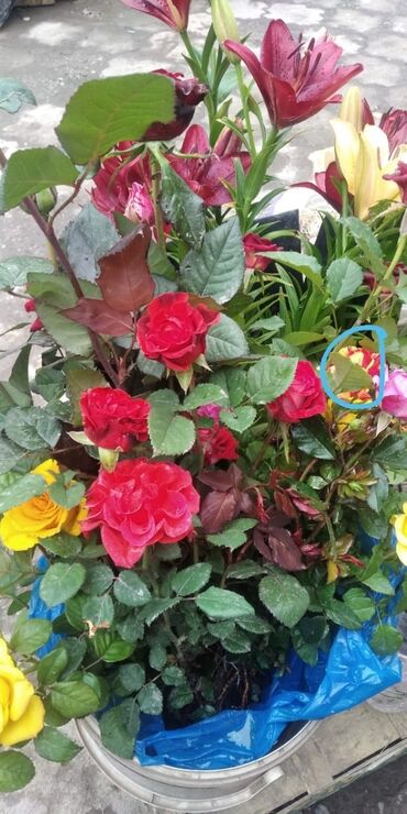 тюльпаны и розы: Саженцы роз закрытый грунт оптом розница