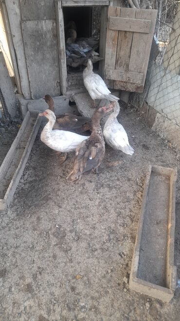 ротвейлер цена в баку: Krasnadar lal ördəyləri satılır 3 dişi mirvari 30 azn 2 erkəy